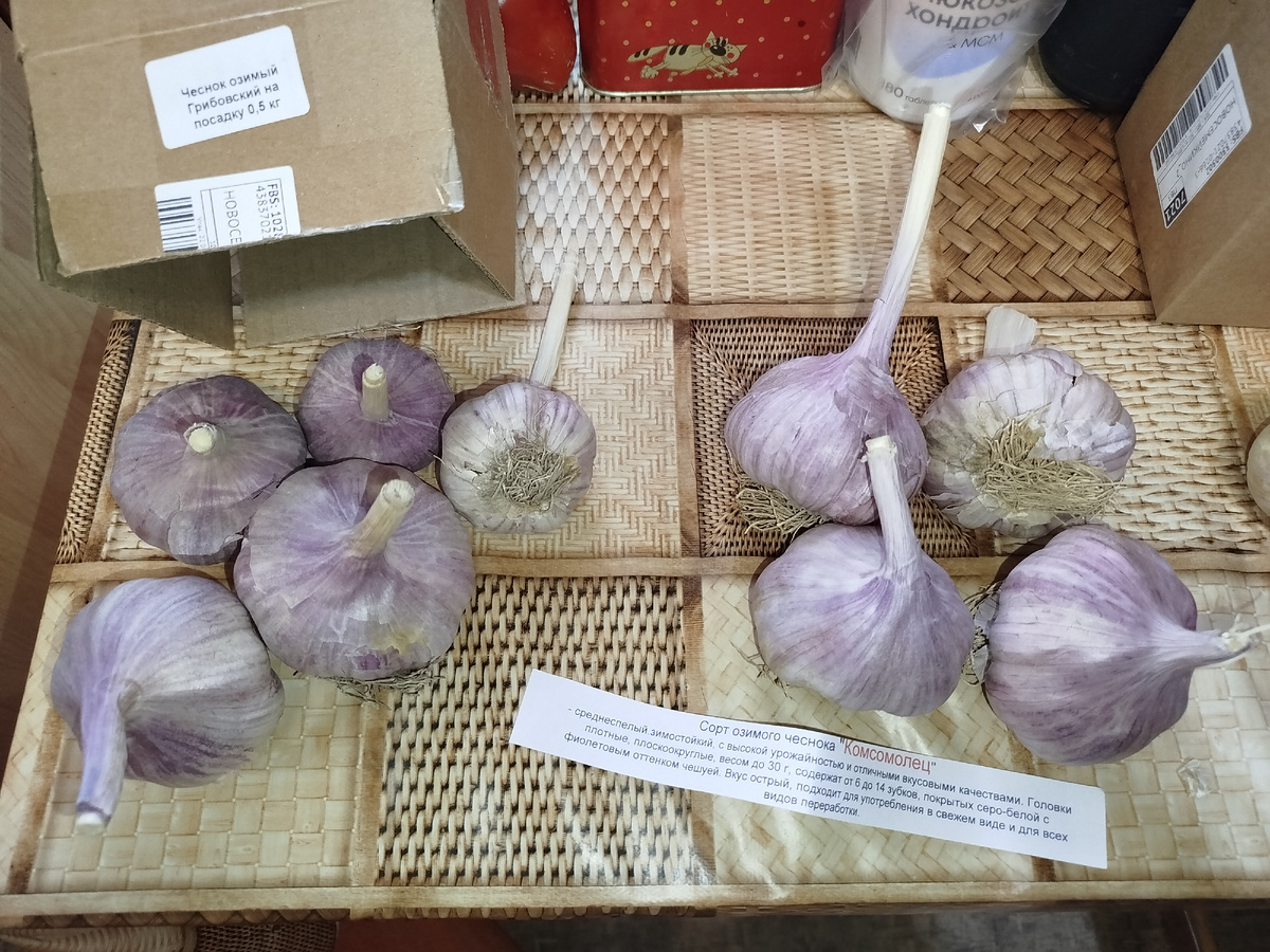 Грибовский и Комсомолец