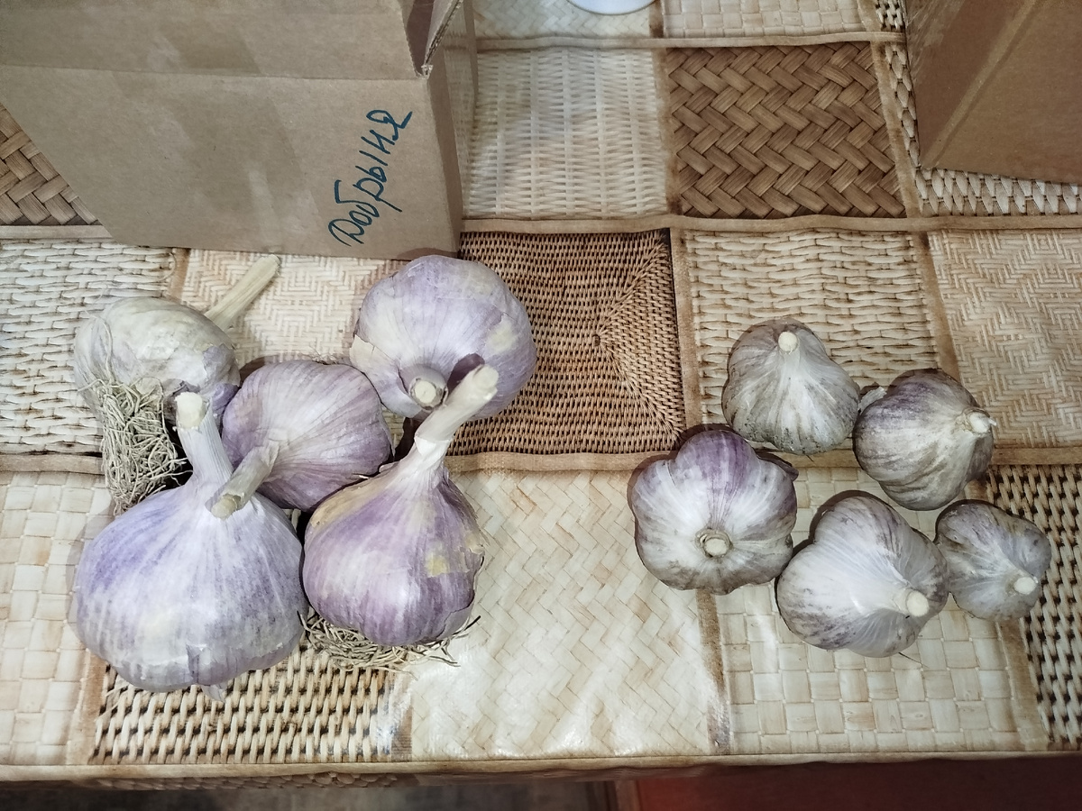 Добрыня и мой безымянный