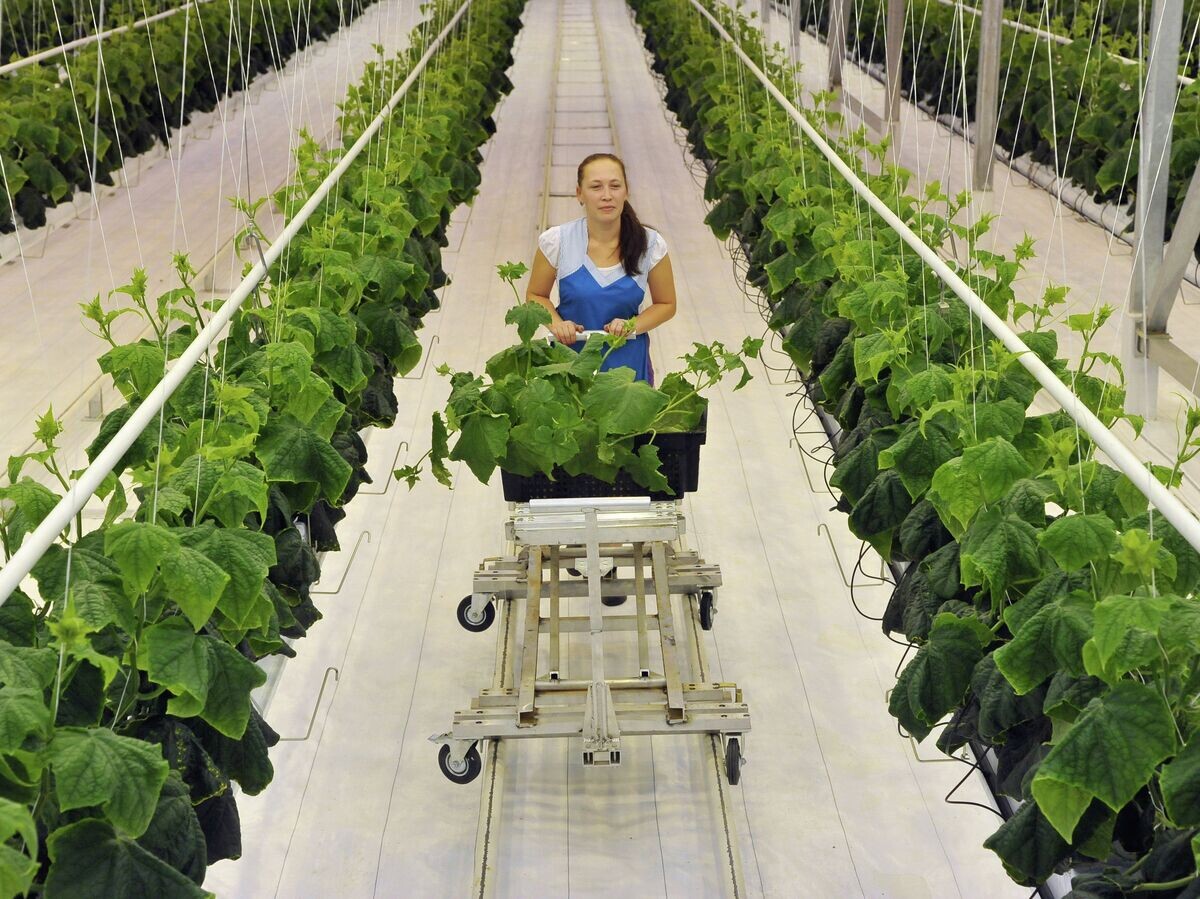    % агрокомплекс© РИА Новости . Александр Кондратюк