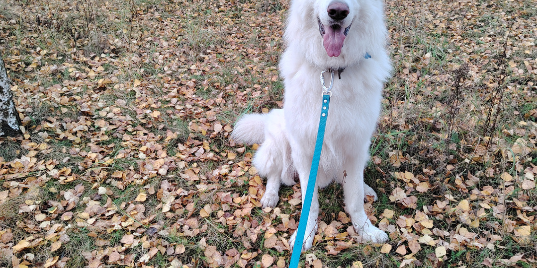 Прогулки с собакой по лесу. Что нужно знать владельцу, чтобы не попасть в затруднительную ситуацию.