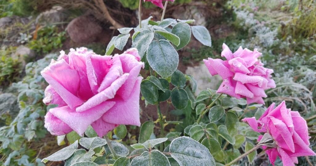 Доломитовая мука творит настоящие чудеса на вашем участке! Как и когда использовать