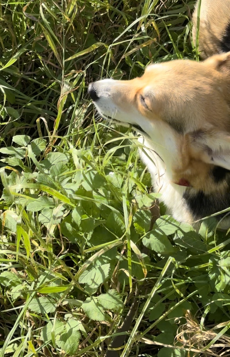 Корги ест траву