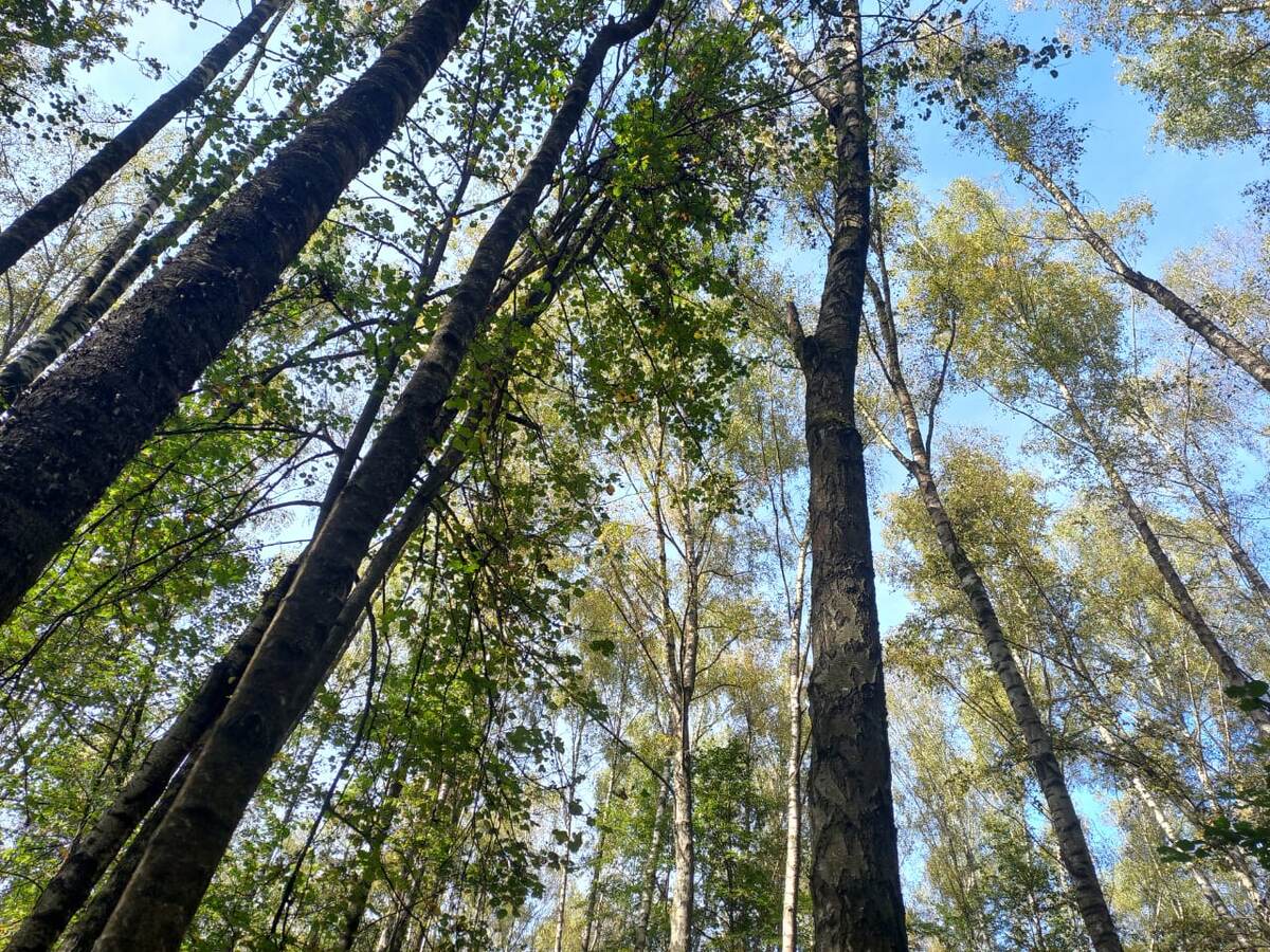 Просто осенний лес