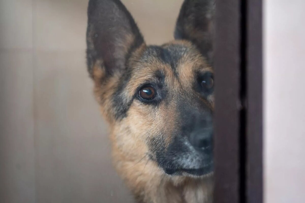 Питомец ГНКО "Центр по уходу за животными" © Sputnik / Aram Nersesyan
