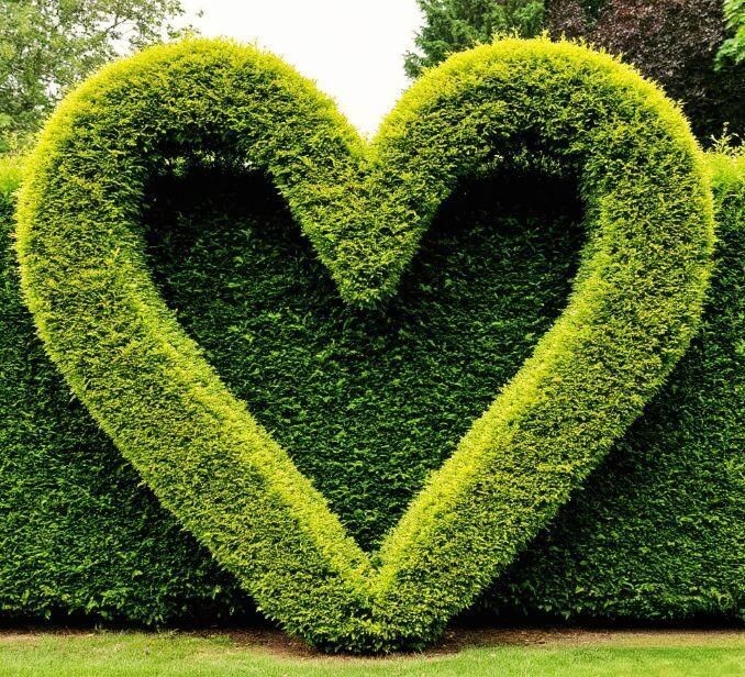 Живая изгородь.