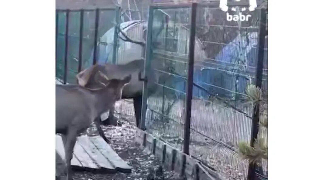    фото: скриншот видео ТГ-канал Barb Mash