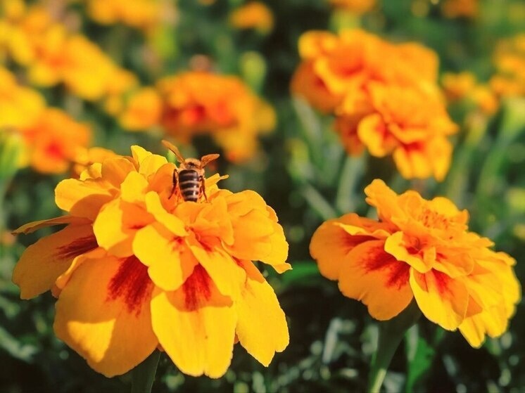   МК в Бурятии