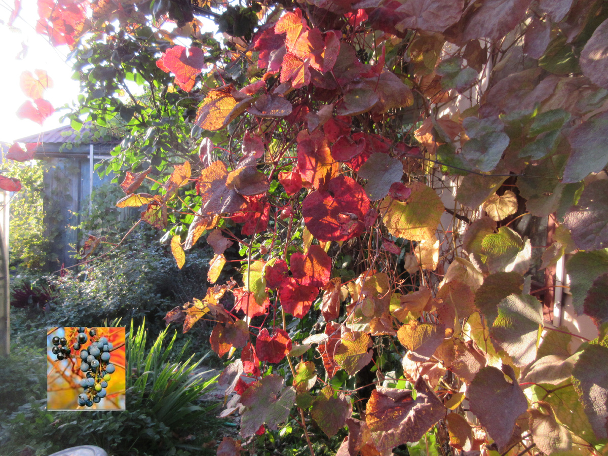 Грозди и ягоды дикого Амурского винограда мелкие, но вкусные (фрагмент внизу, слева). Осенью он очень красив. Коллаж автора