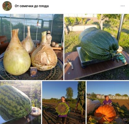   Фото: Наталья Ташаева, сообщество "От семечки до плода"