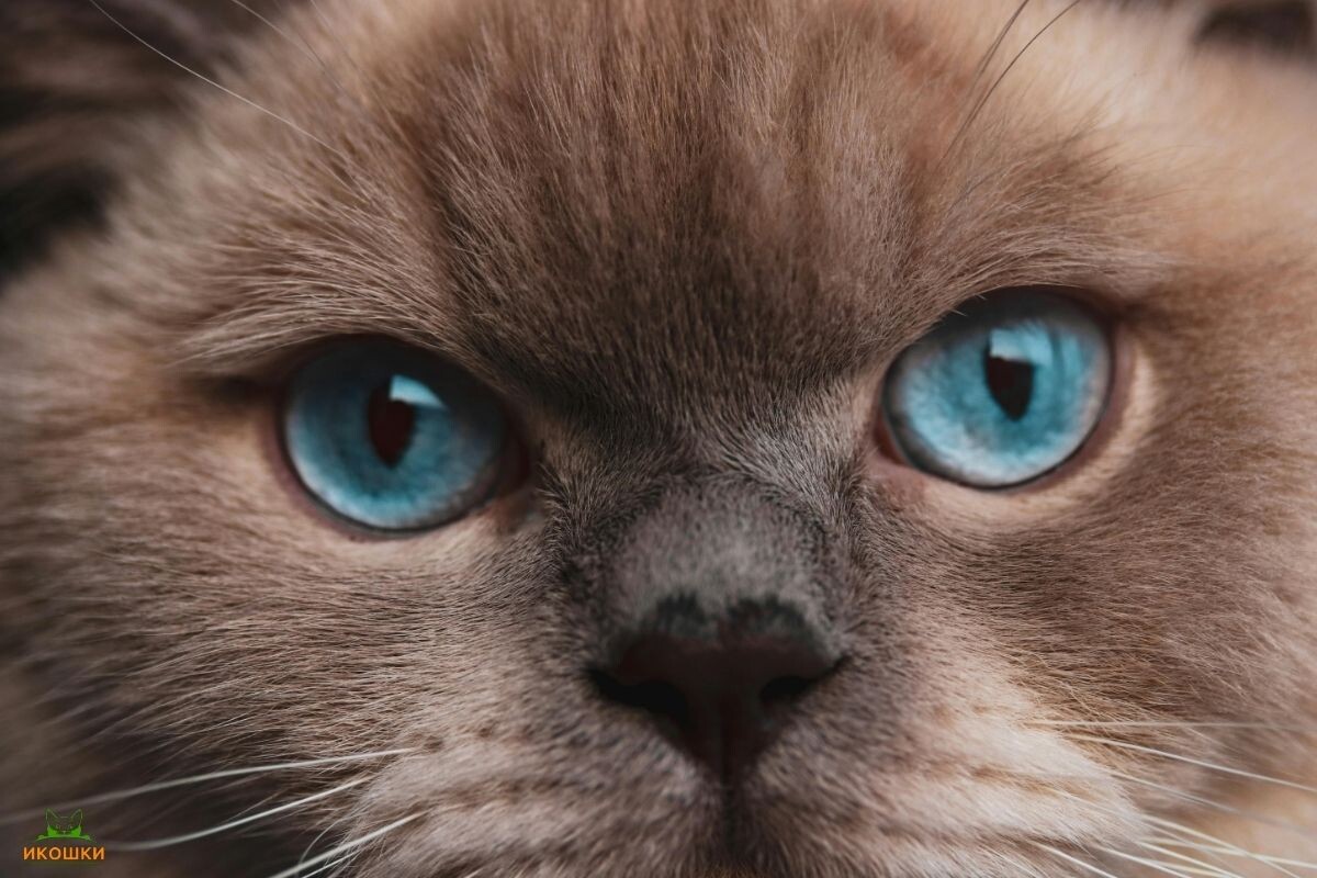 Есть ли у кошек ресницы