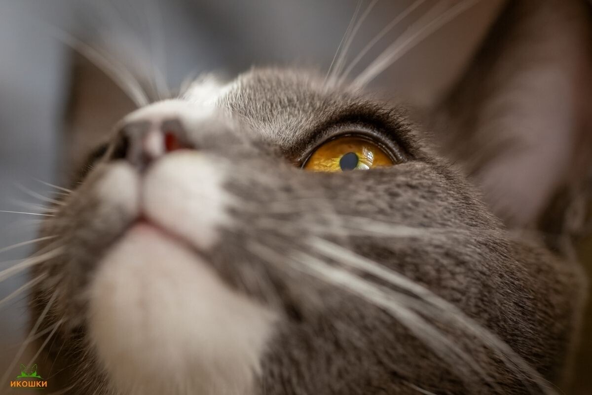 Есть ли у кошек реснички 