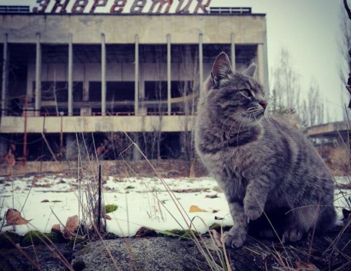Чем больше я наблюдаю как дети обращаются с уличными кошками, тем больше я уверен, что все это идёт от неспособности чувствовать боль живого