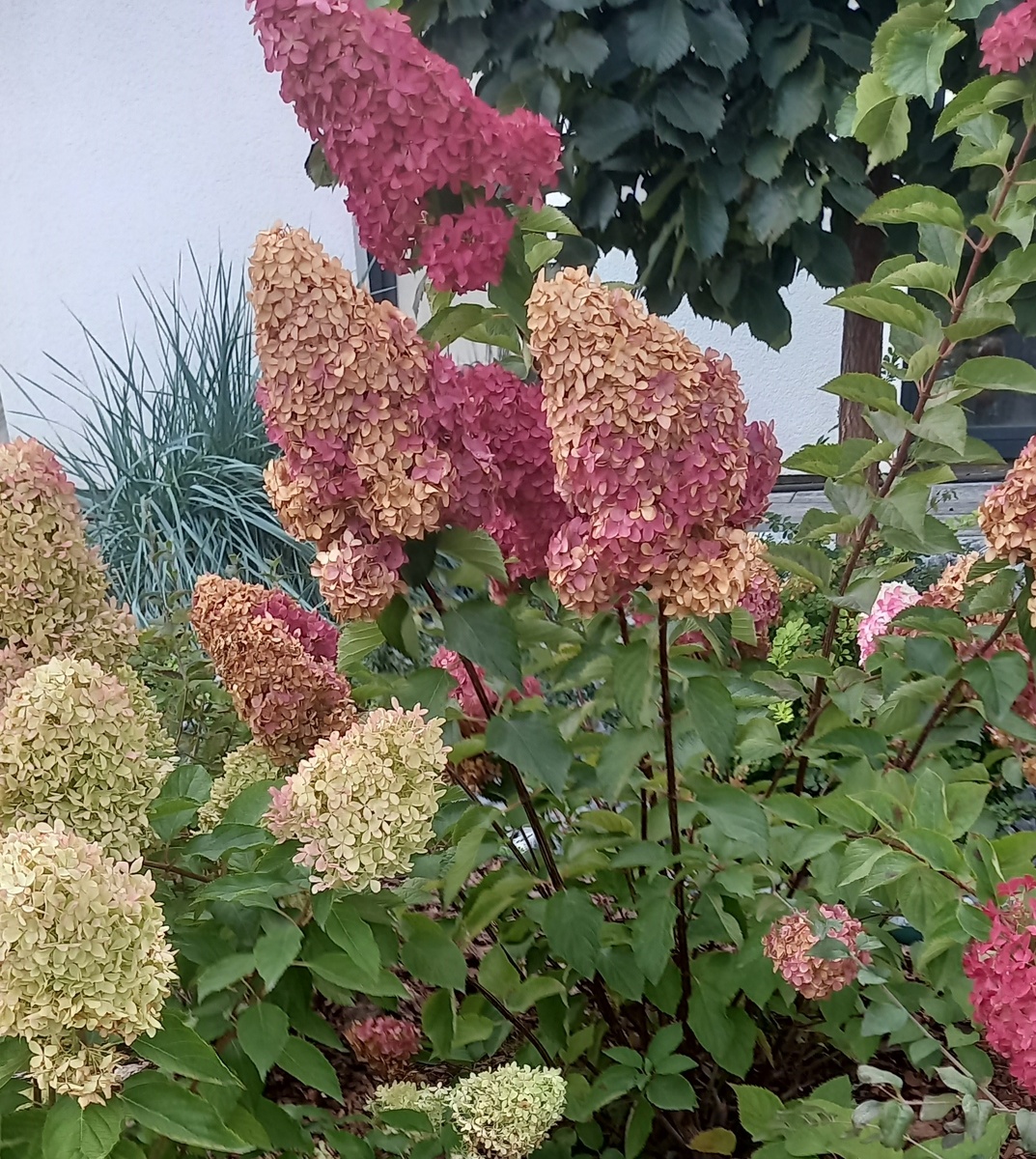 крупные цветы тоже много выносят питания