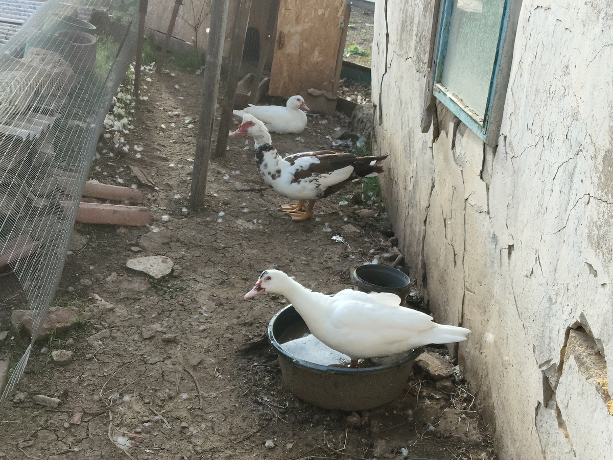 Претенденты на переселение