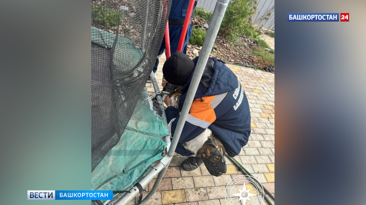    В Уфе собака застряла лапой в батуте