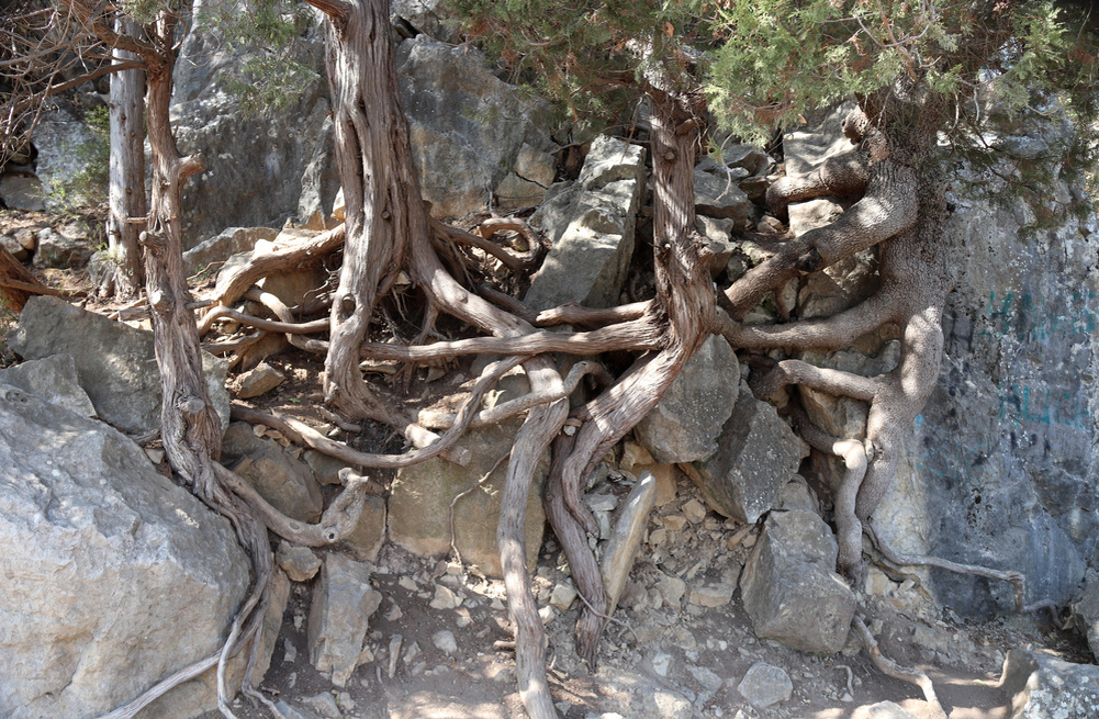 Органическое выветривание