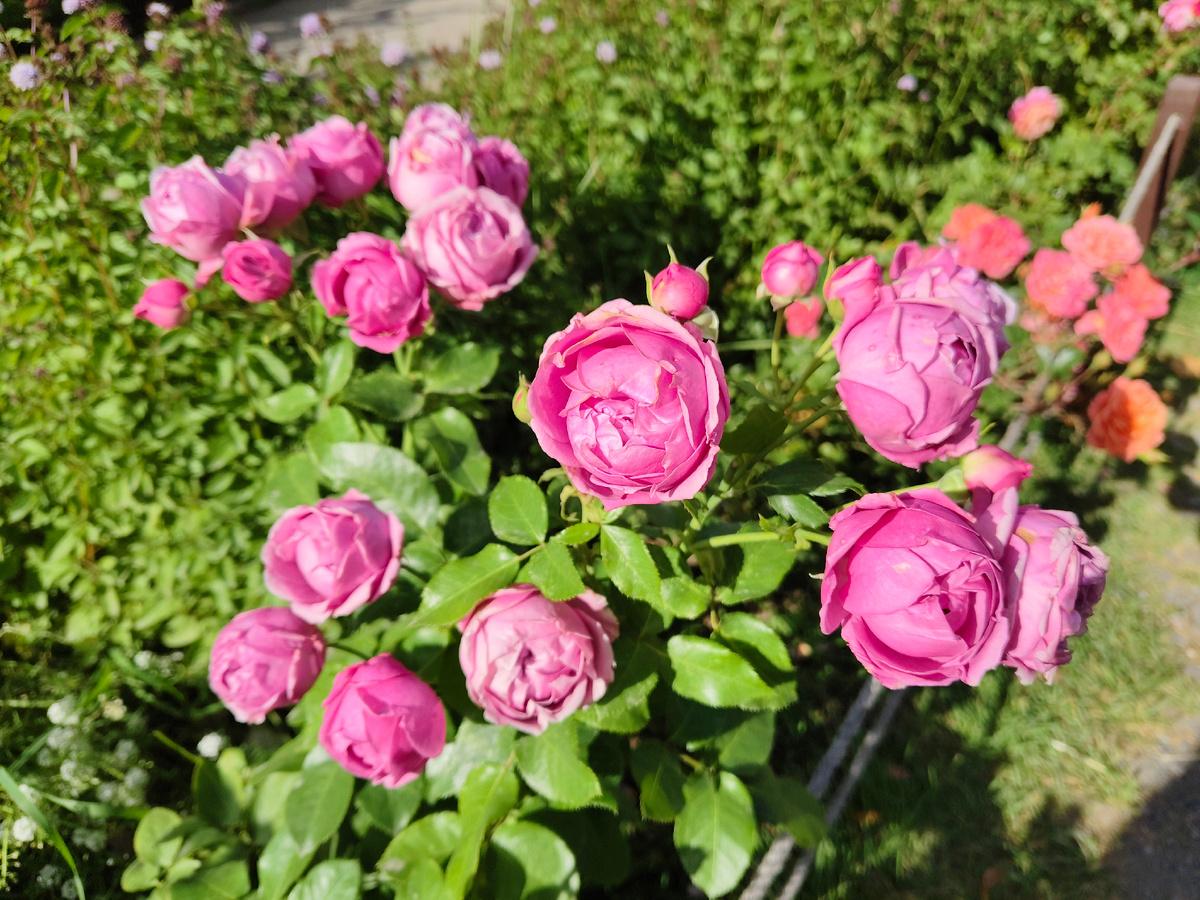 Ботанический сад Московского университета "Аптекарский огород"