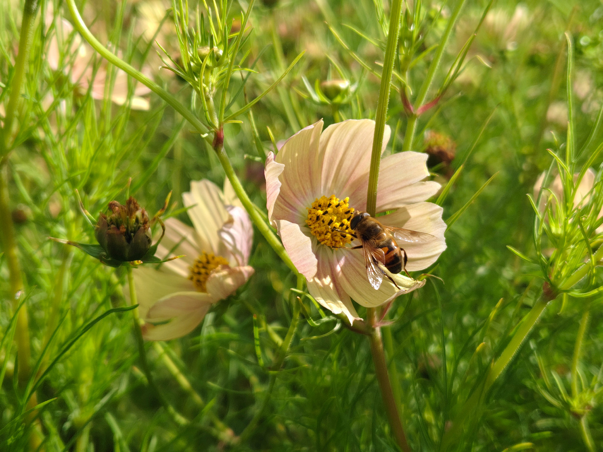Ботанический сад Московского университета "Аптекарский огород"