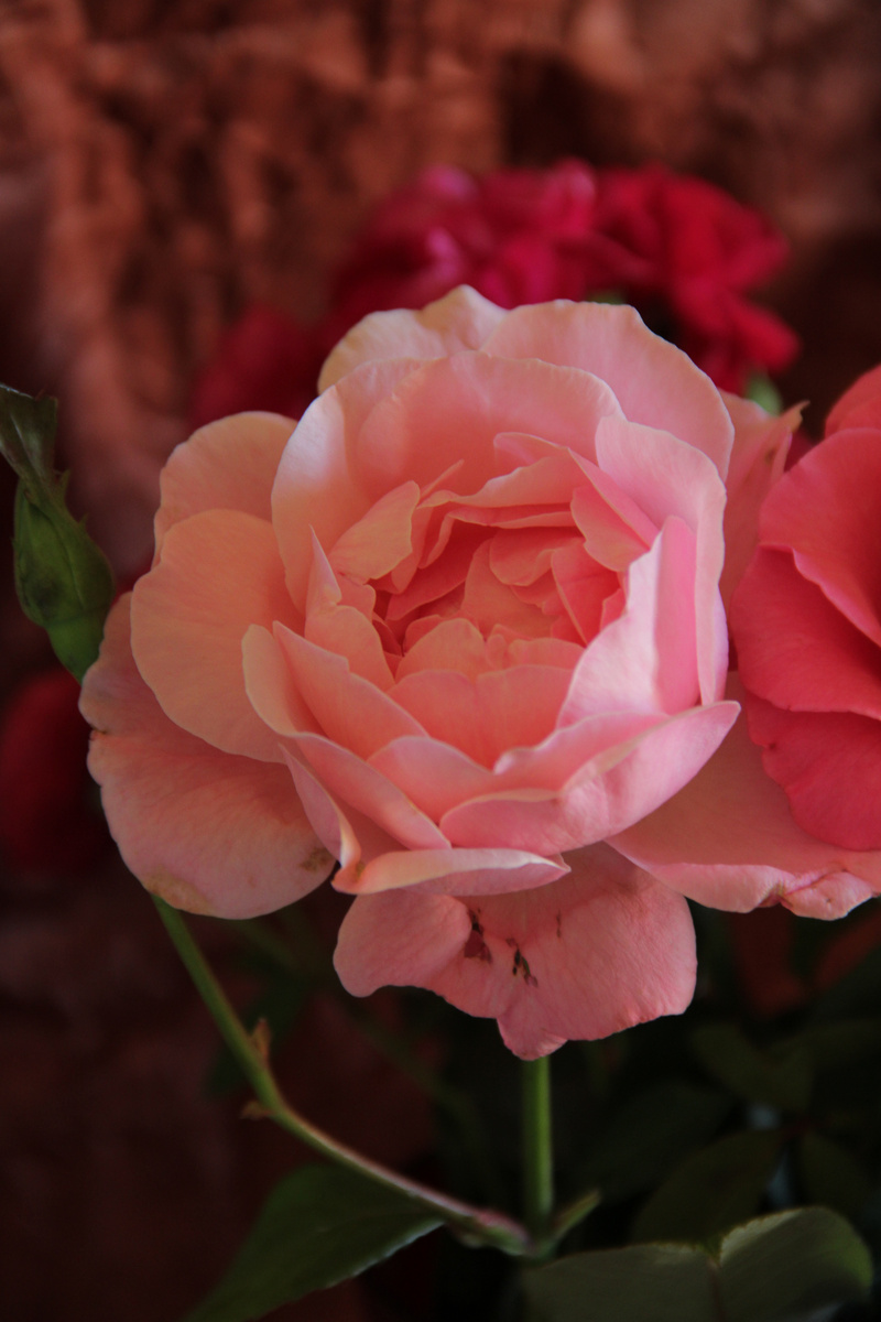 Цветы - маленькие чудеса природы