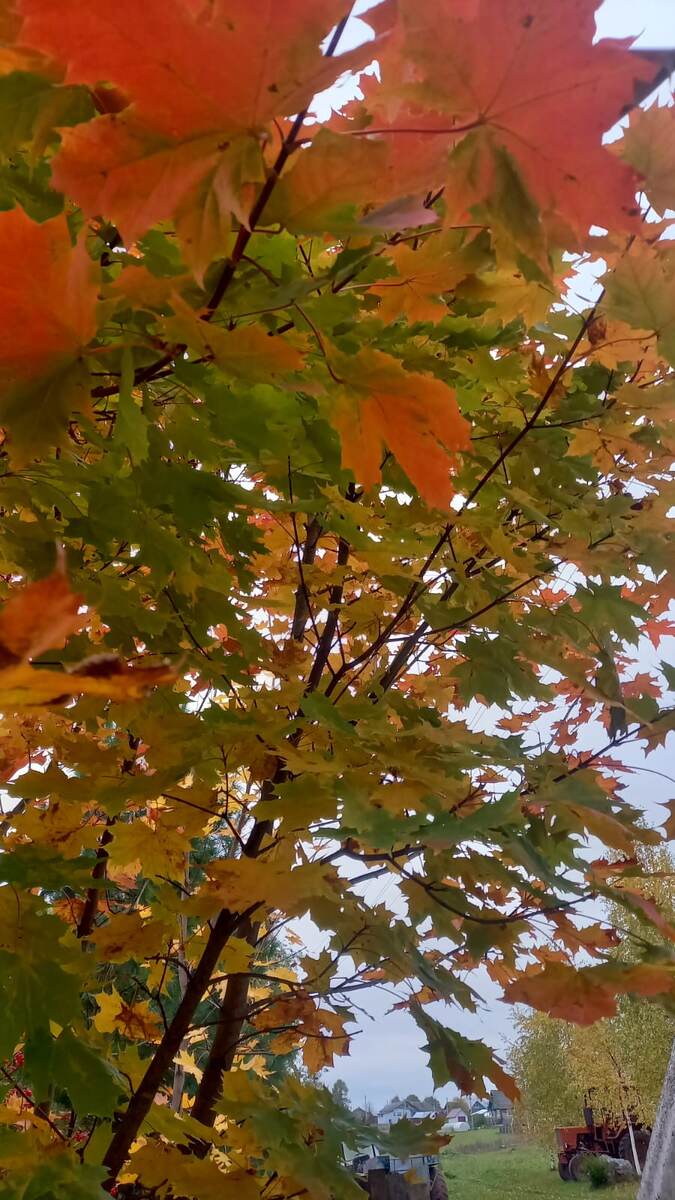 Яркий клён, фото автора 