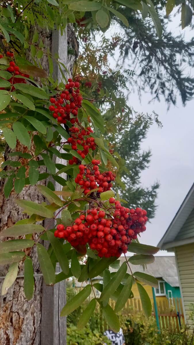 Алые гроздья рябины, фото автора 