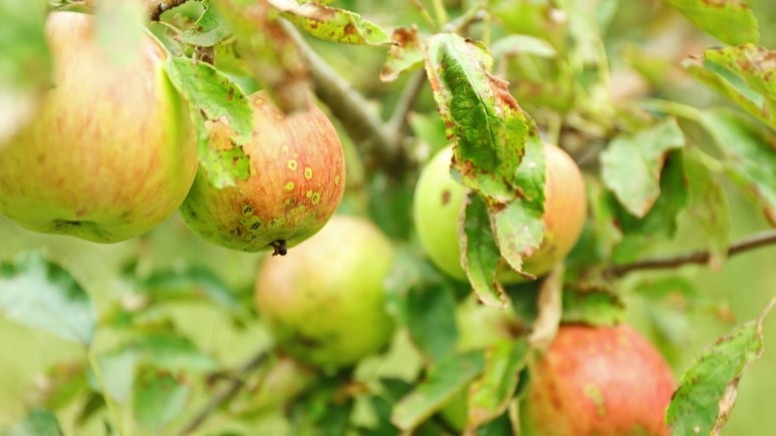 Мой сад в первых числах октября - самое время для искореняющей обработки