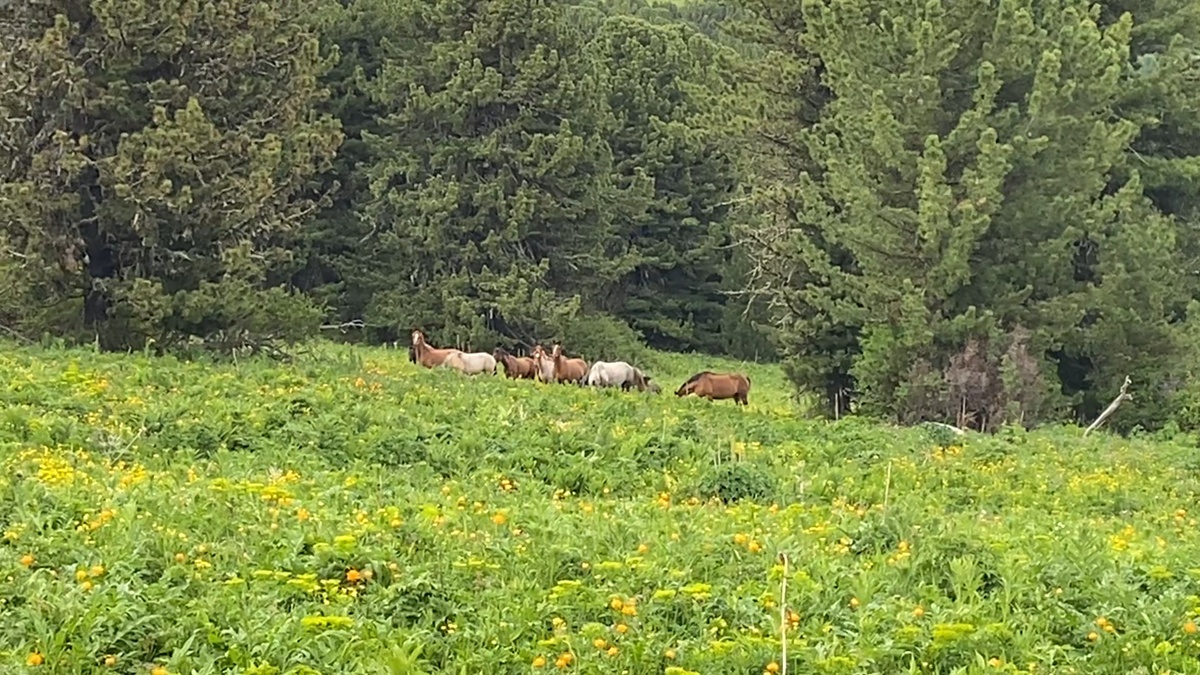 Стадо лошадей.