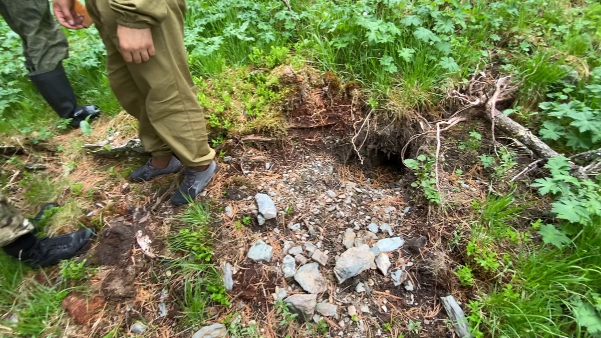 Разрытый тайник бурундука.