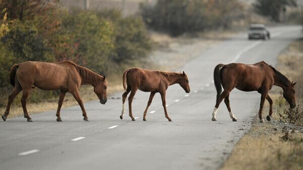   © Sputnik / Константин Михальчевский
