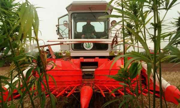 Выращивание природного сырья для строительной индустрии в некоторых странах осваивается полным ходом. Ставка делается на экологически чистый продукт