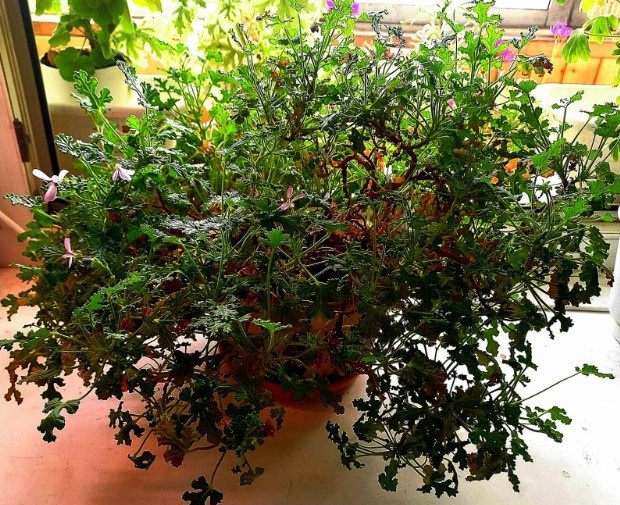 Это он и есть, красавчик.