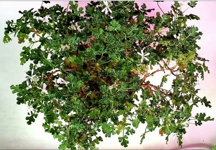 Вид сверху у позапрошлогоднего куста.