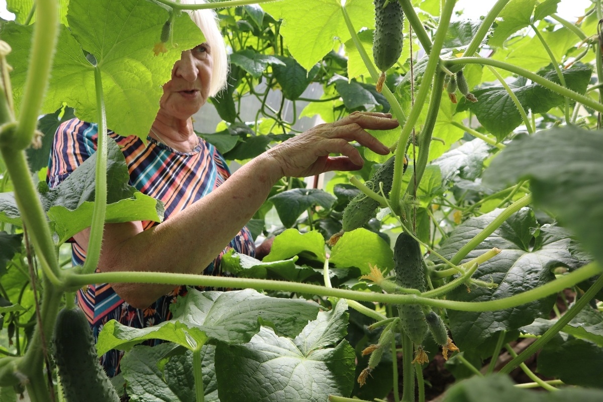    Огуречная грядка станет золотым прииском: один сентябрьский прием превращает почву в чернозем