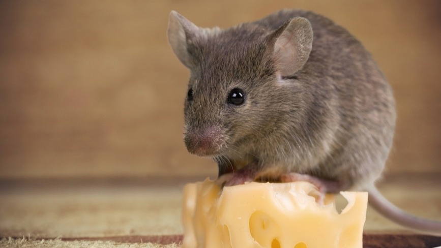 Останавливаю нашествие мышей за 3 дня проверенными методами. В октябре грызуны идут в дома массово