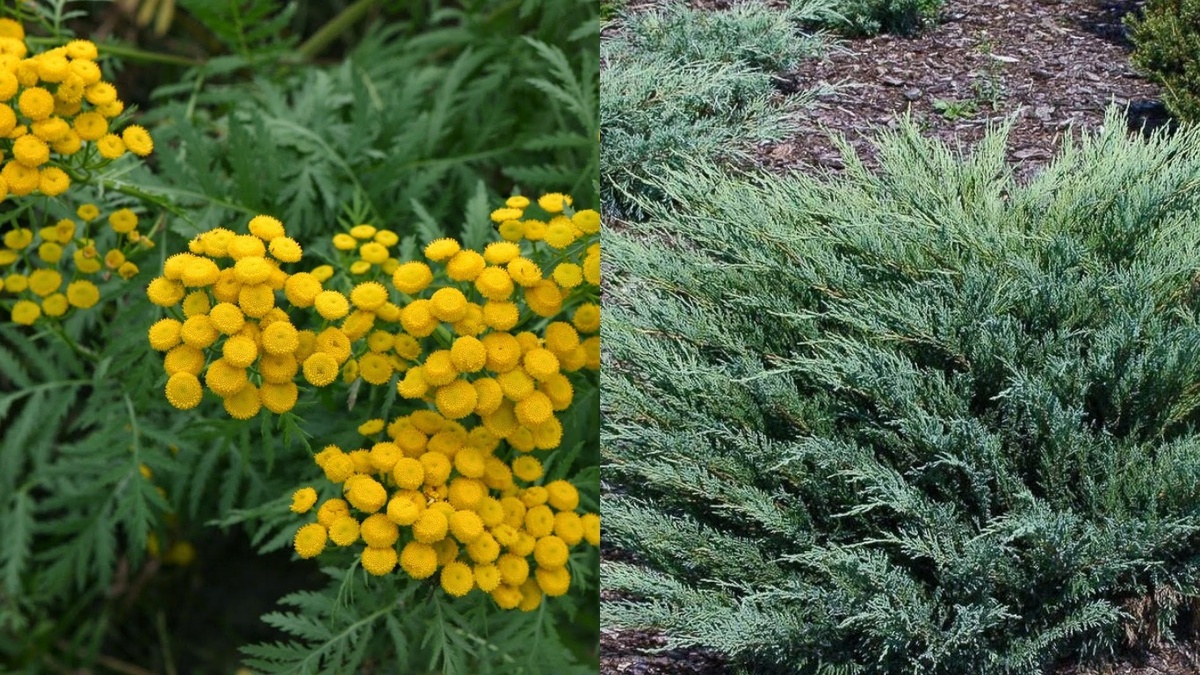 Пижма и можжевельник работают ровно неделю