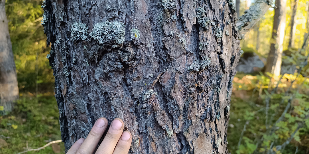 Хлеб из сосновой коры: рецепт выживания