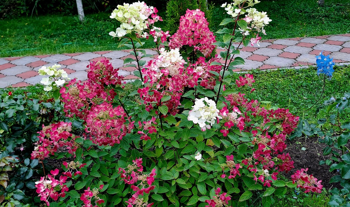 Сорт гортензии Даймонд Руж. Кустику третий год и он еще только набирает силу