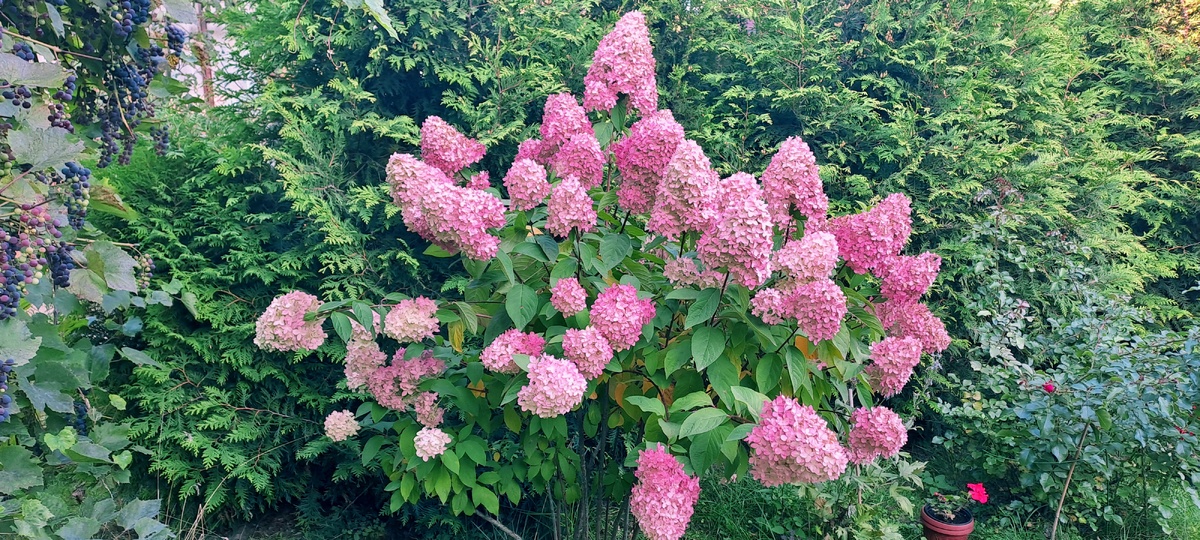 Сорт гортензии Волшебная свеча. Каждое соцветие напоминает свечу, а куст подобен роскошной люстре