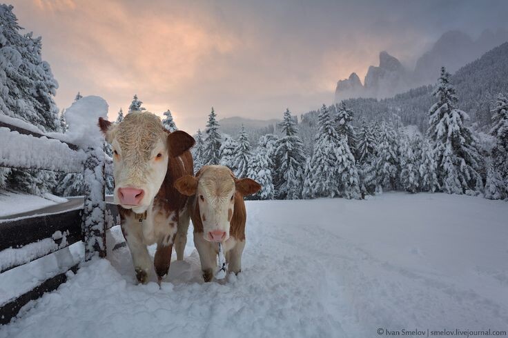 Фото из интернета. Идут домой.