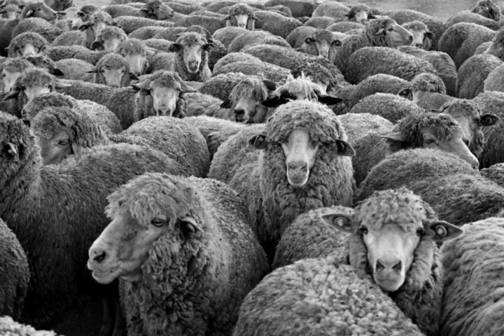 Фото из интернета. Овцы.