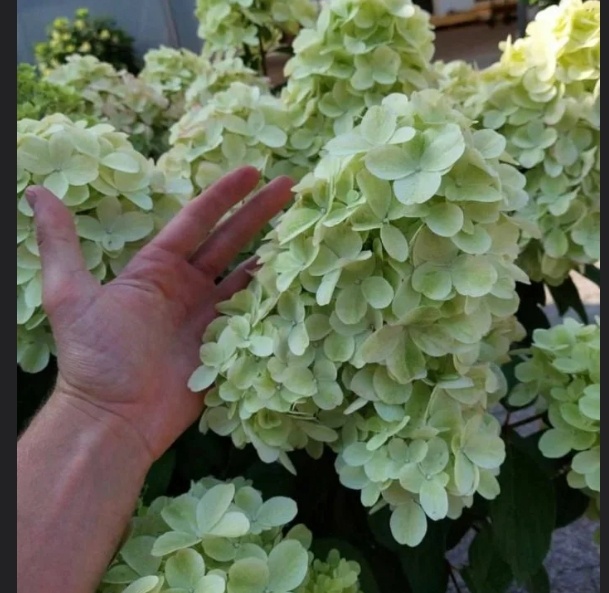 Размер завораживает. Фото из интернета, надеюсь моя такой же будет