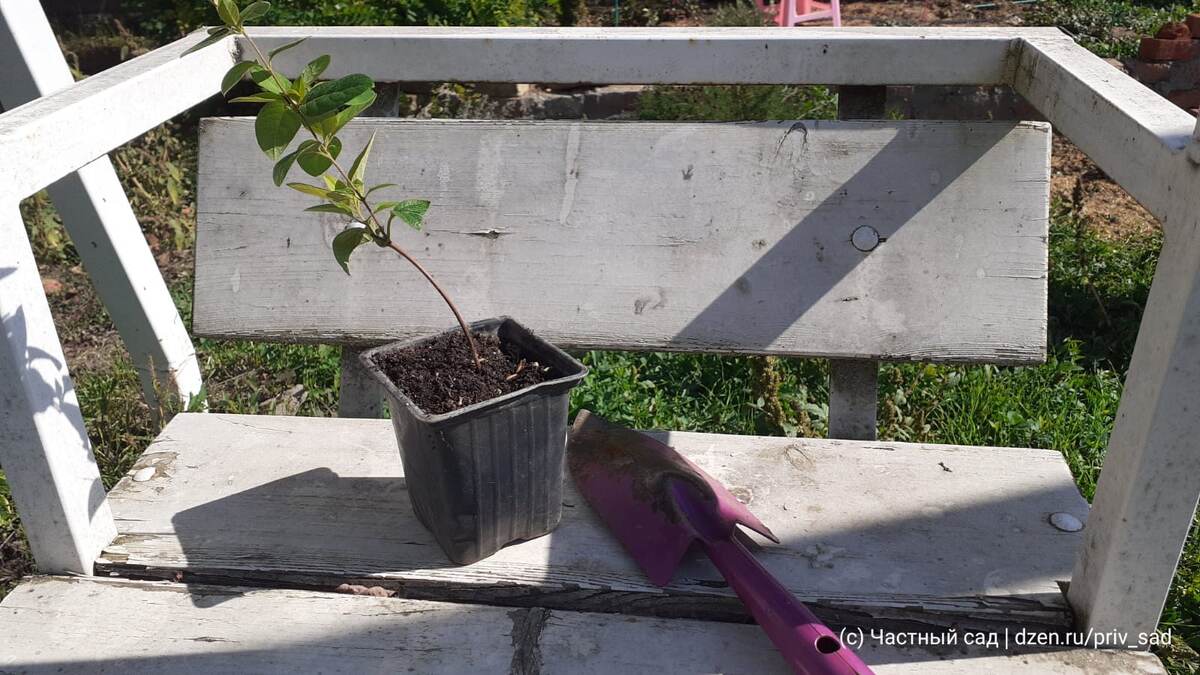 Этот малыш хочет вырасти в мощный клемантис