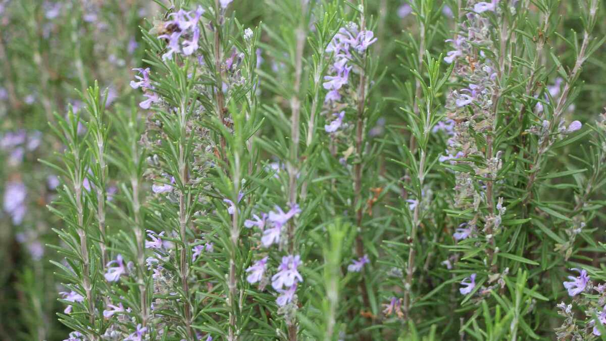 Цветение Розмарина в конце Ноября