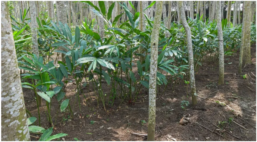 Побеги имбиря. Фото: Shutterstock/FOTODOM