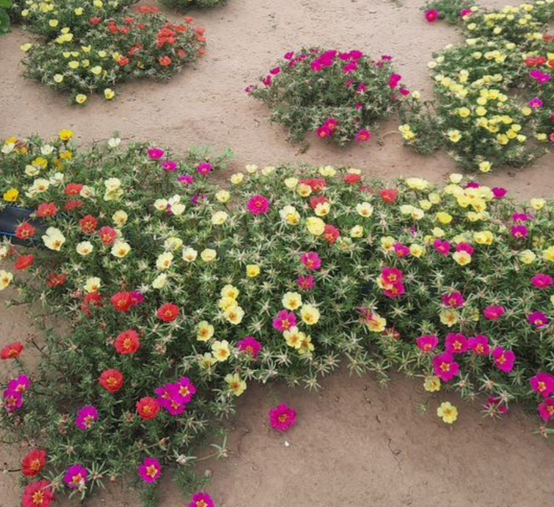 Фото с участка 