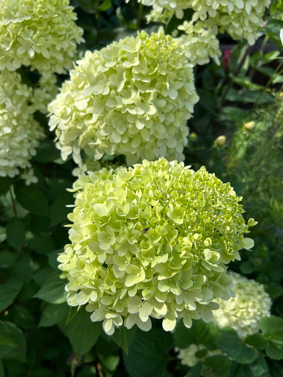 Мой Limelight, не Little Lime