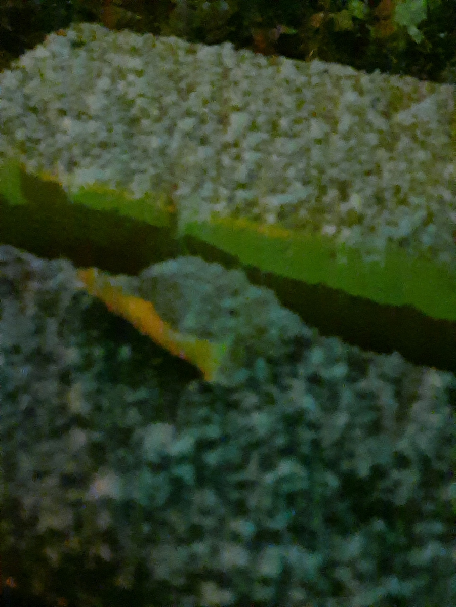 Первый снен