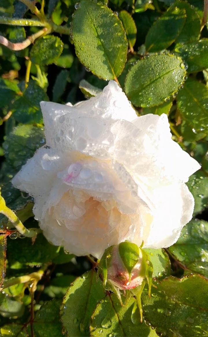 Winchester Cathedral, Austin,1988, Английские розы - задождило...