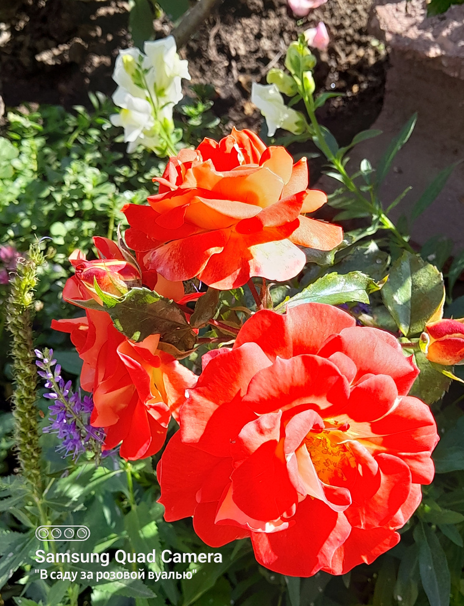 Midsummer, Tantau Германия, 2007, флорибунда - 26 сентября 2025г.