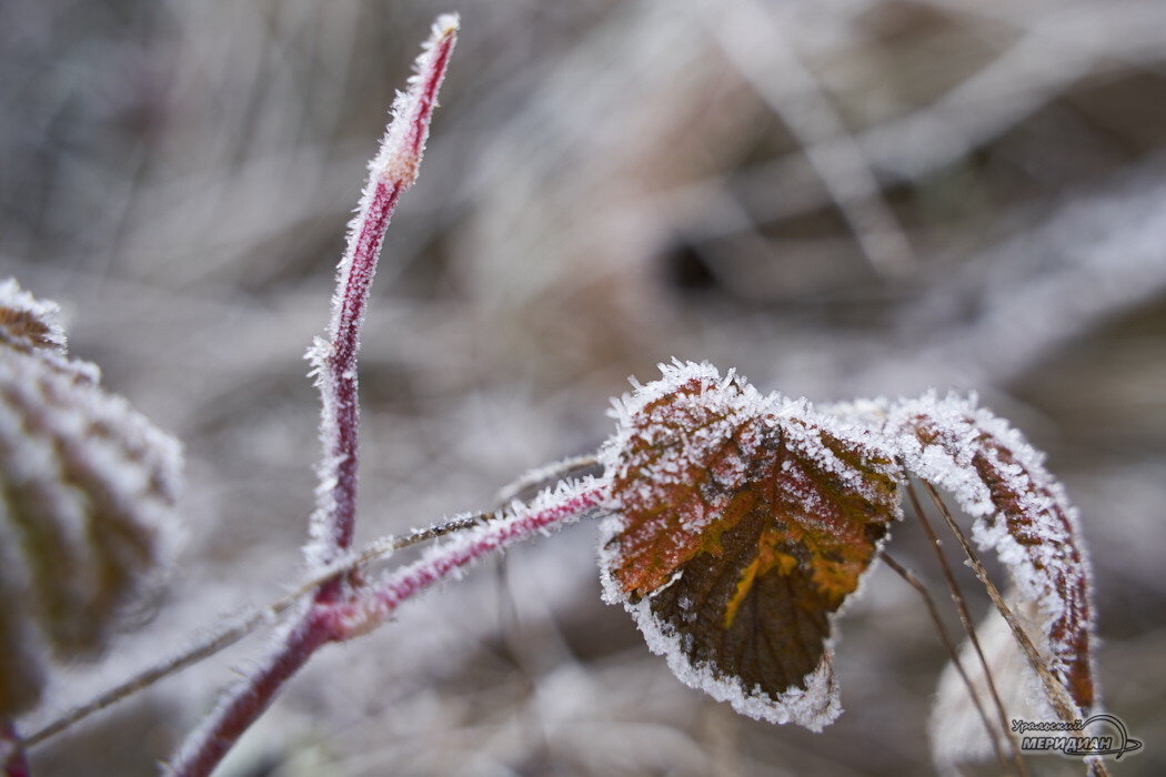    Фото Лидия Аникина © ИА «Уральский меридиан»